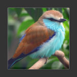 Colourful Bird Magnet magnets
