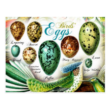Colourful Birds' Eggs Postcards