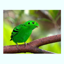 Colourful Birds postcards