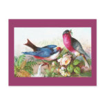 Colourful Birds, Roses & Waterspout
