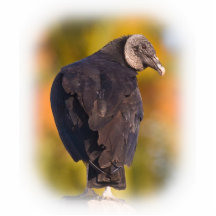 Colourful Black Vulture Cut Outs