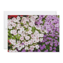 Colourful blend of begonias flowers personalized announcement