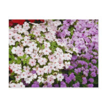 Colourful blend of begonias flowers postcard