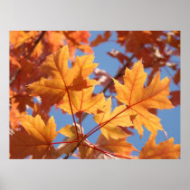 Colourful Bright Fall Tree Leaves Blue Sky art