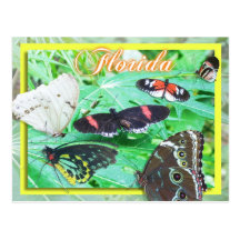Colourful Butterflies of Florida Post Cards