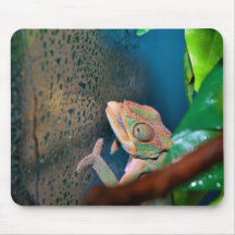 Colourful Chameleon on a Glass Wall Mousepads