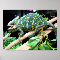 Colourful Chameleon