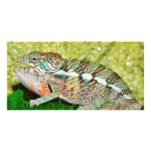 Colourful Chameleon with open mouth Photo Card Template