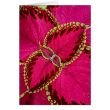 Colourful Coleus Greeting Card