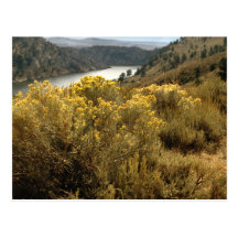 Colourful Colorado Canyon Brush Postcards