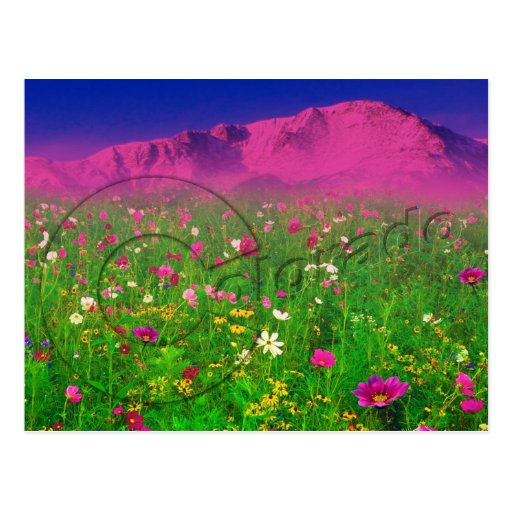 Colourful Colorado, Pikes Peak Mountain Post Card