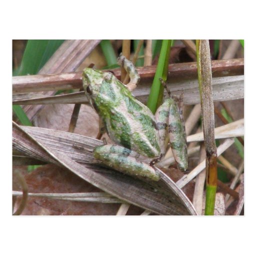 Colourful Cricket Frog Post Card