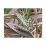 Colourful Cricket Frog