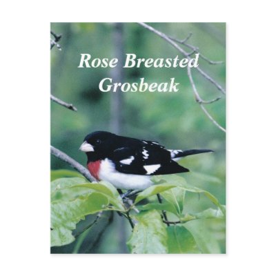 Colourful Dude, Rose Breasted Grosbeak by Russ45