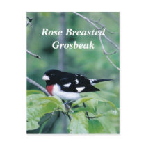 Colourful Dude, Rose Breasted Grosbeak