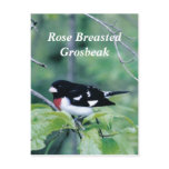 Colourful Dude, Rose Breasted Grosbeak postcards