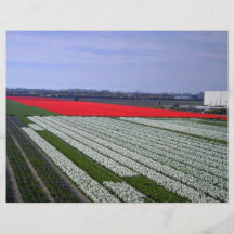 Colourful field in the "Bollenstreek" region, Neth Personalized Flyer