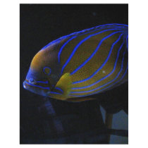 Colourful Fish