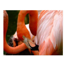 Colourful Flamigo 1 postcards