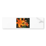 Colourful flowers bumper sticker