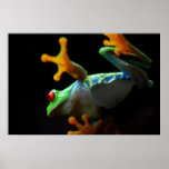 Colourful Frog Walking across the Glass Poster