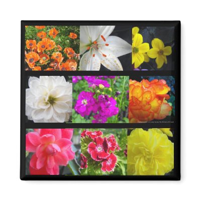 colourful garden flowers by ElineYin