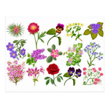 Colourful Garden Flowers Pocket Calendar Post Card