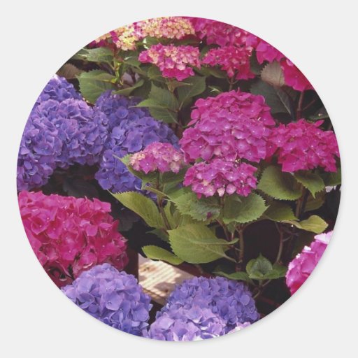 Colourful Hydrangea Stickers