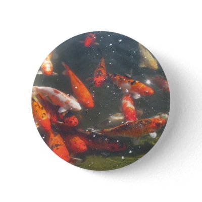 Colourful Koi Fish In a Pond Buttons by all_creatures