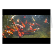 Colourful Koi Fish In a Pond Cards