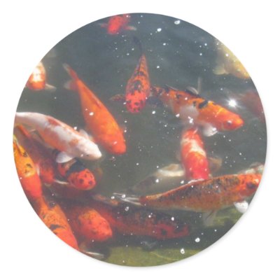 Colourful Koi Fish In a Pond Stickers by all_creatures