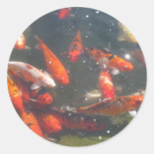 Colourful Koi Fish In a Pond Stickers