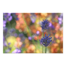 Colourful Lavender Garden Photo