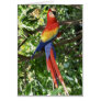 Colourful Macaw Parrot