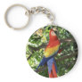 Colourful Macaw Parrot