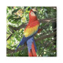Colourful Macaw Parrot