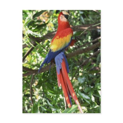 Colourful Macaw Parrot by alternateworlds