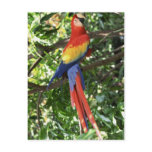 Colourful Macaw Parrot postcards