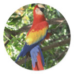 Colourful Macaw Parrot