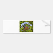 Colourful Morning Bumper Sticker