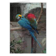 Colourful Parrots Card