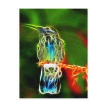 Colourful Relaxing Hummingbird