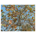 Colourful seagrape tree against blue florida sky