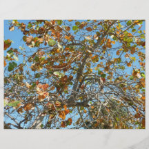 Colourful seagrape tree against blue florida sky flyers