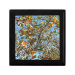 Colourful seagrape tree against blue florida sky