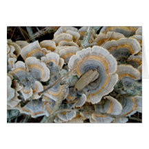 Colourful Shelf Fungus OBX Note Card