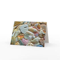 Colourful Shells