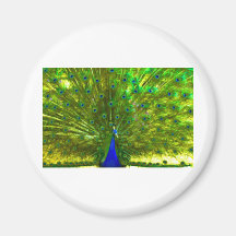 Colourful Showoff Magnets
