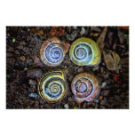 Colourful Snail Shells Picture Photo