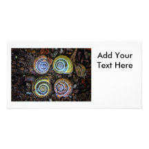 Colourful Snail Shells Picture Customized Photo Card